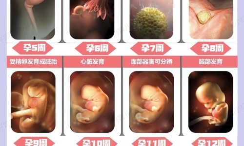 促排卵期不能吃什么食物有哪些网 - 促排卵期间哪些食物不能吃,促排卵期间哪些食物不能吃